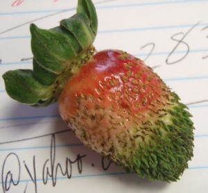Phyllody in strawberry. Photo Don Ferrin. Click image for more info from the LSU AgCenter in Baton Rouge.