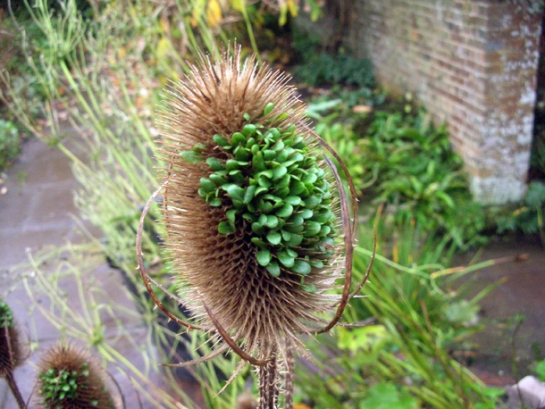 Seeds of Dipsacus fullonum aka Teasel sprouting within the seedhead. Photo by Maggie Tran. Click image to link to her blog, "A Year at Great Dixter."