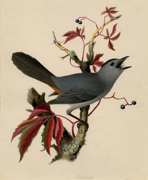 Catbird and Parthenocissus, William Sprague, American illustrator.