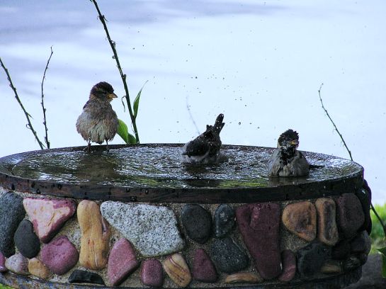 House sparrows bathing. Photo Zachary, Creative Commons.