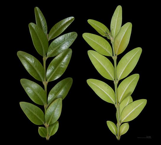 Common box (Buxus sempervirens), the two sides of the same branch. Photo Didier Descouens WikiCommons.