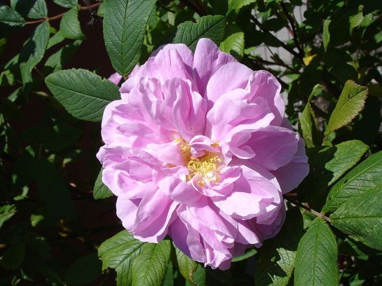 Rosa 'Therese Bugnet'. Photo Ulf Eliasson, WikiCommons. 