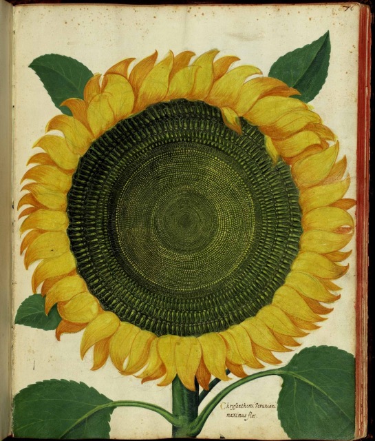 ulisse aldrovandi sunflower garden history